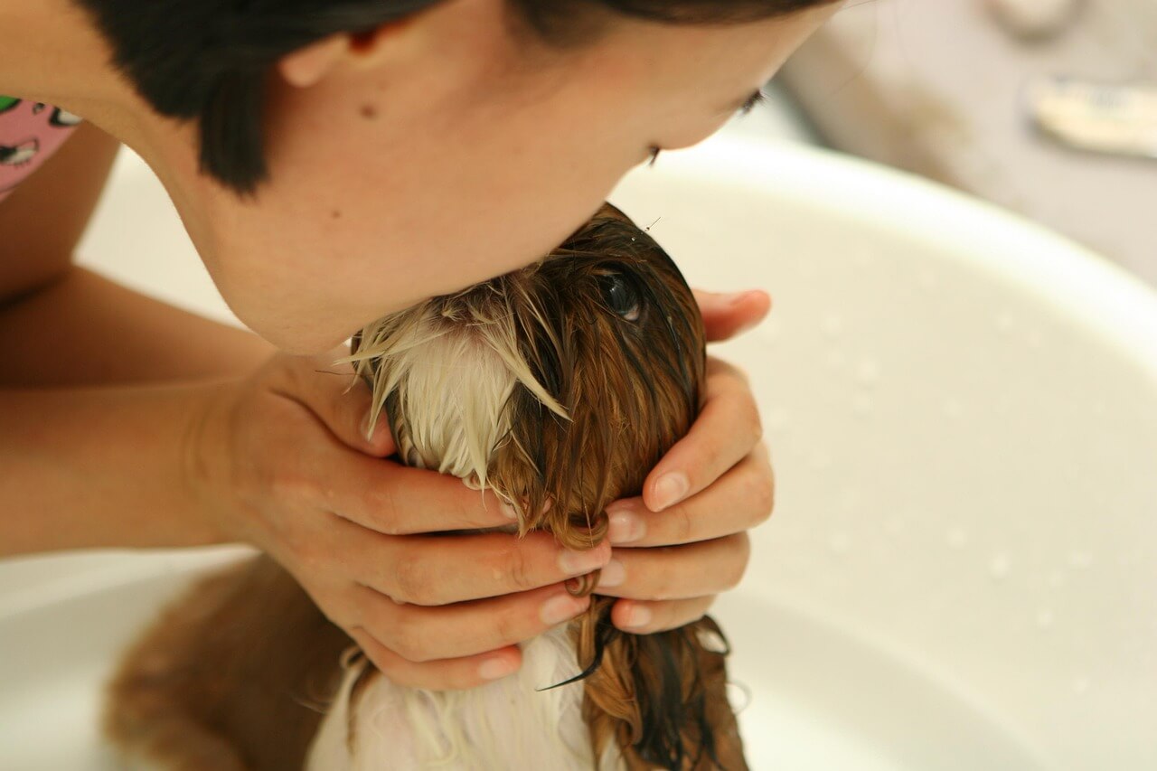 Wie oft sollte man den Hund baden? 