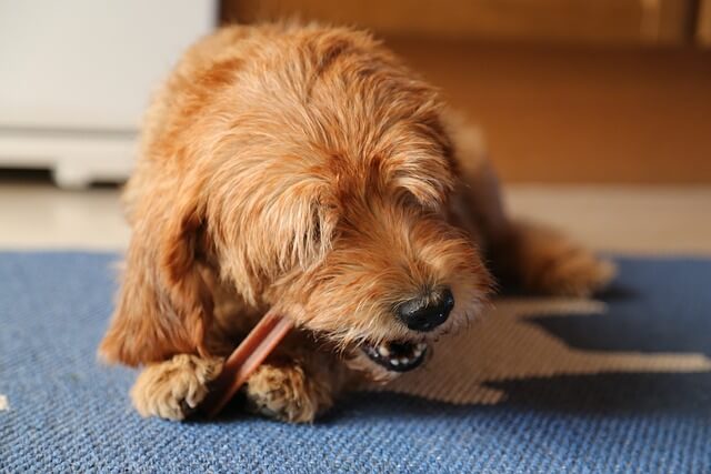 Zahnpflege beim Hund