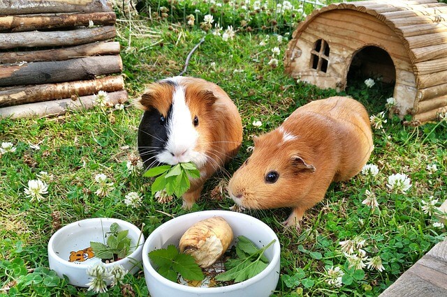 Dürfen Meerschweinchen Walnüsse essen?