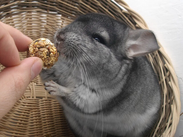 Was fressen Chinchillas – Grundlagen der Chinchilla-Ernährung 