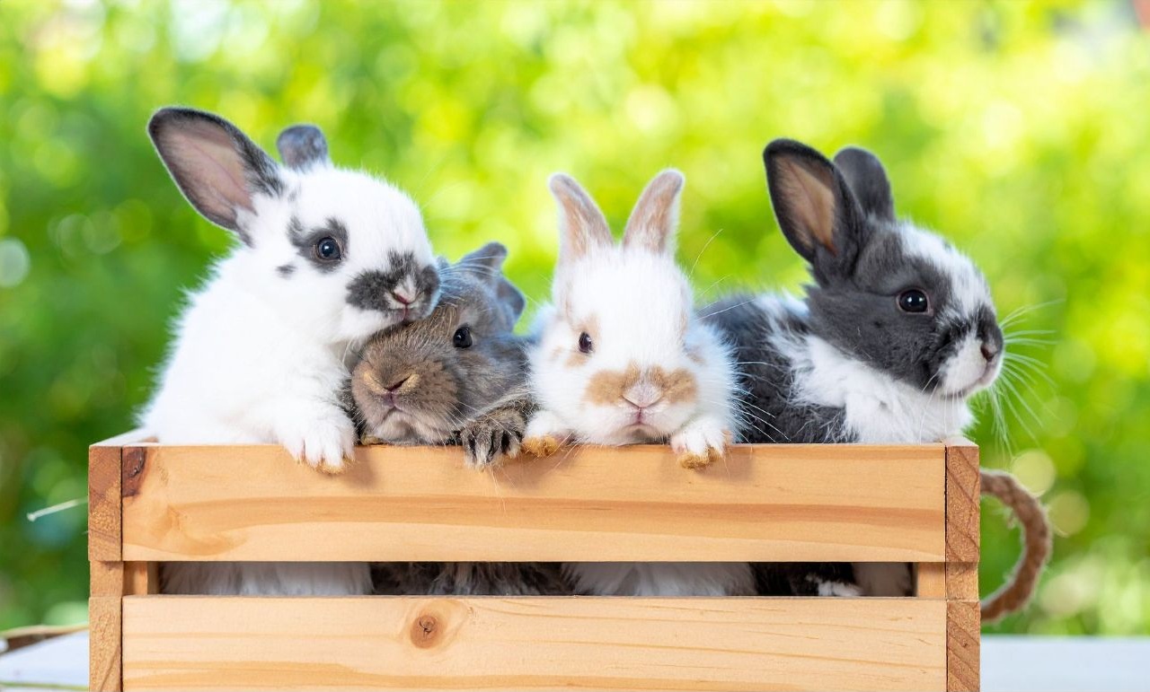 Vergesellschaftung von Kaninchen – was gilt es zu beachten?