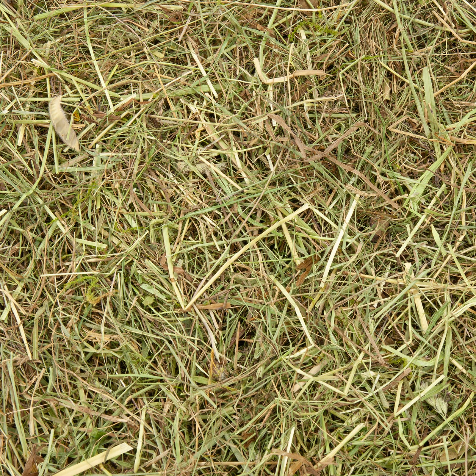 Frisches Bio-Wiesenheu mit Kräutern