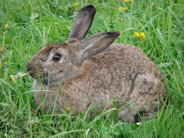 Dürfen Kaninchen Löwenzahn essen?