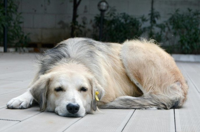Können Hunde weinen?
