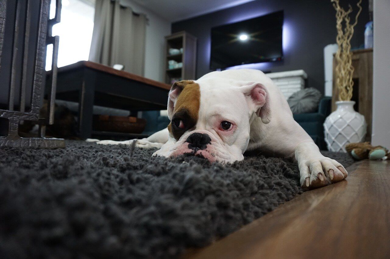 Hund pinkelt in die Wohnung nach Gassi gehen – Ursachen