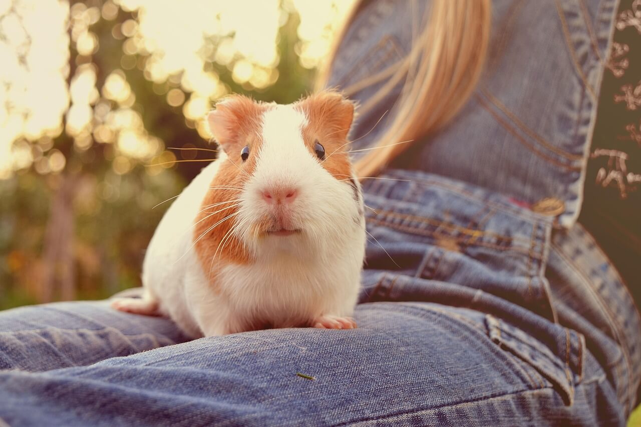 Haarlinge bei Meerschweinchen Haarlinge bei Meerschweinchen