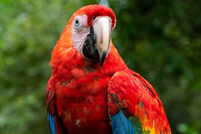 Welche Papageien sprechen können