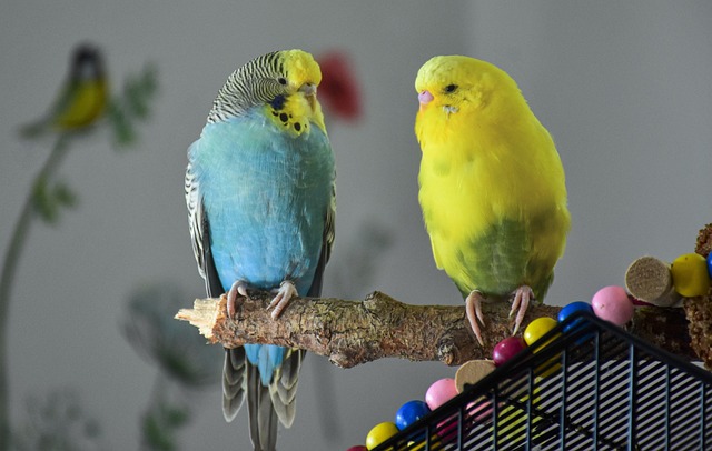 Ruhige Vögel für Zuhause: Welche sich besonders eignen