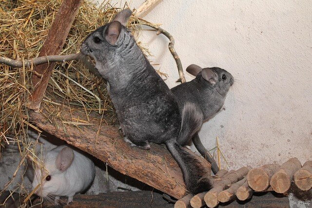 Chinchilla Haltung: So hältst du sie artgerecht