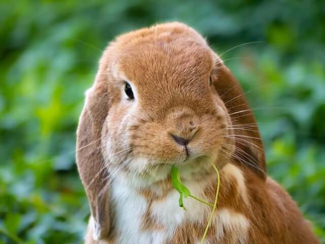 Dürfen Kaninchen Brot essen?