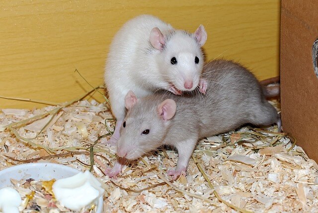Was fressen Ratten? Artgerechte Ernährung für die Nager