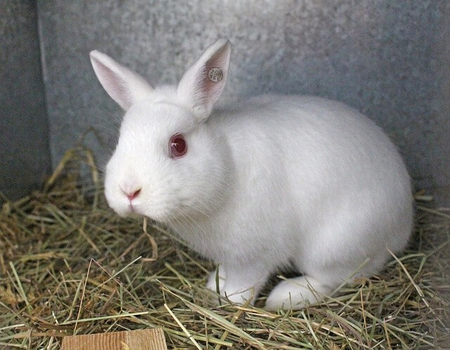 Hermelinkaninchen