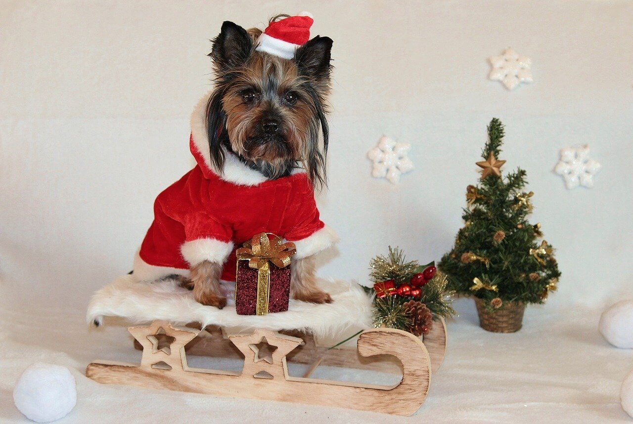 Weihnachtsgeschenke für Hunde - 15 schöne Geschenkideen für 2023