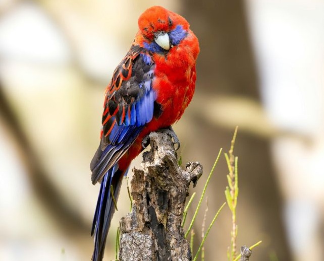 Rot-blauer Rosaellasittich auf einem Ast sitzend