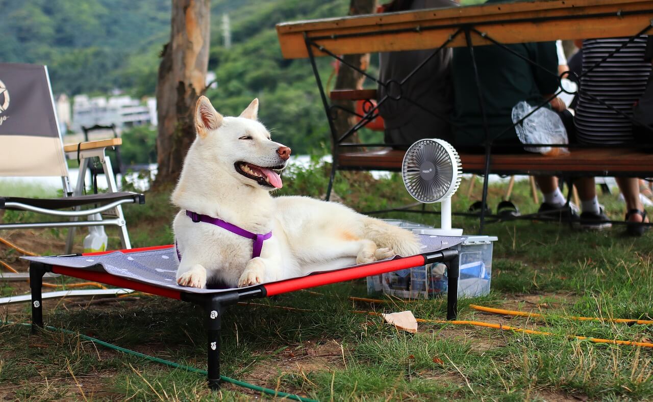 Hunde abkühlen – 13 Tipps für heiße Sommertage