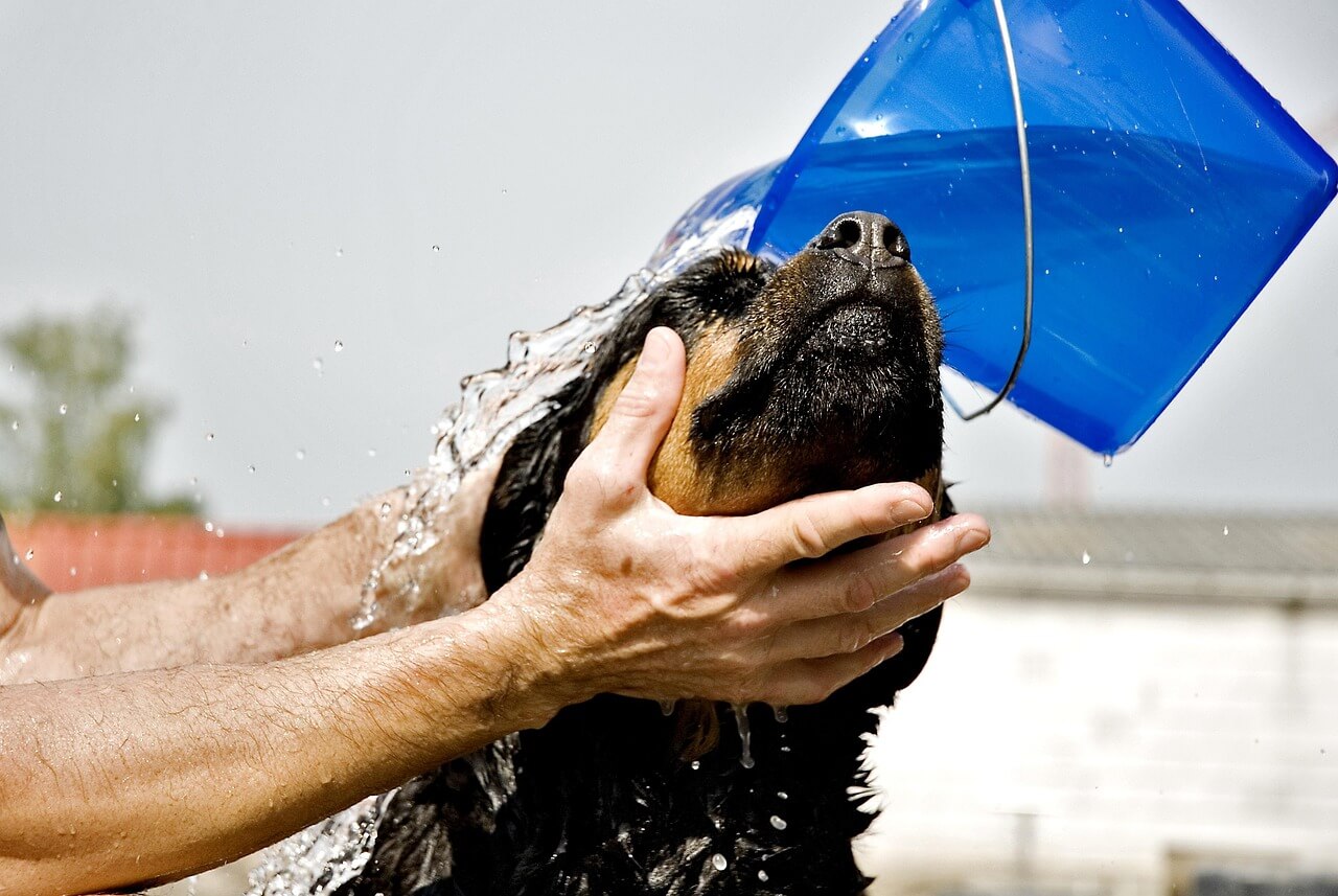 Hunde nicht zu oft baden