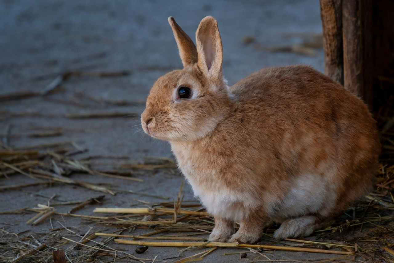 Kaninchen abkühlen im Sommer: So schützt du deine Langohren vor der Hitze