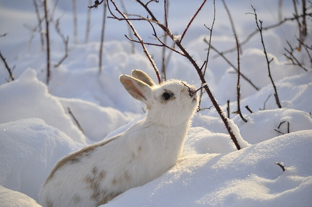 kaninchen-im-winter Können Kaninchen im Winter draußen bleiben?
