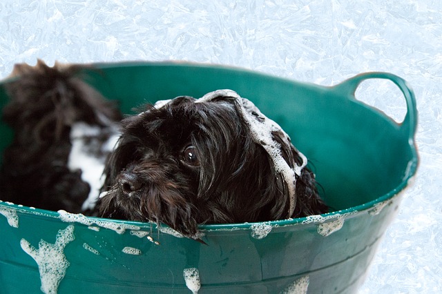 hund-fellpflege-baden Fellpflege beim Hund: Tipps für schönes Fell