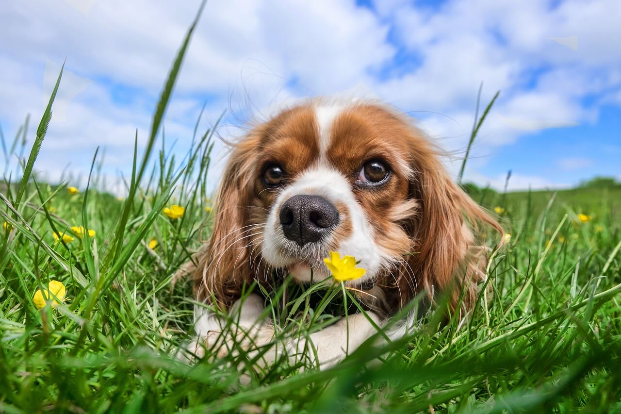 Warum fressen Hunde Gras? 