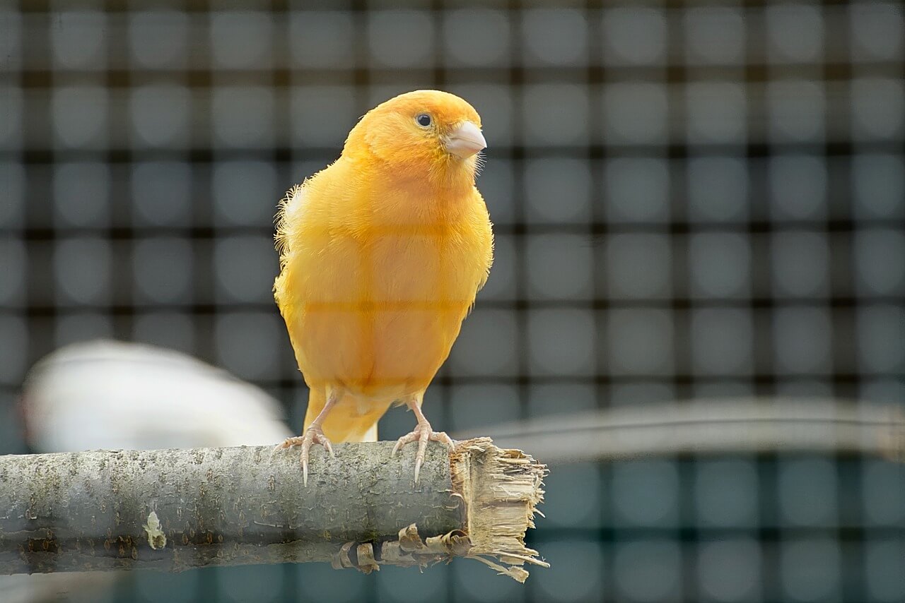 kanarienvogel-im-winter Kanarienvögel im Winter