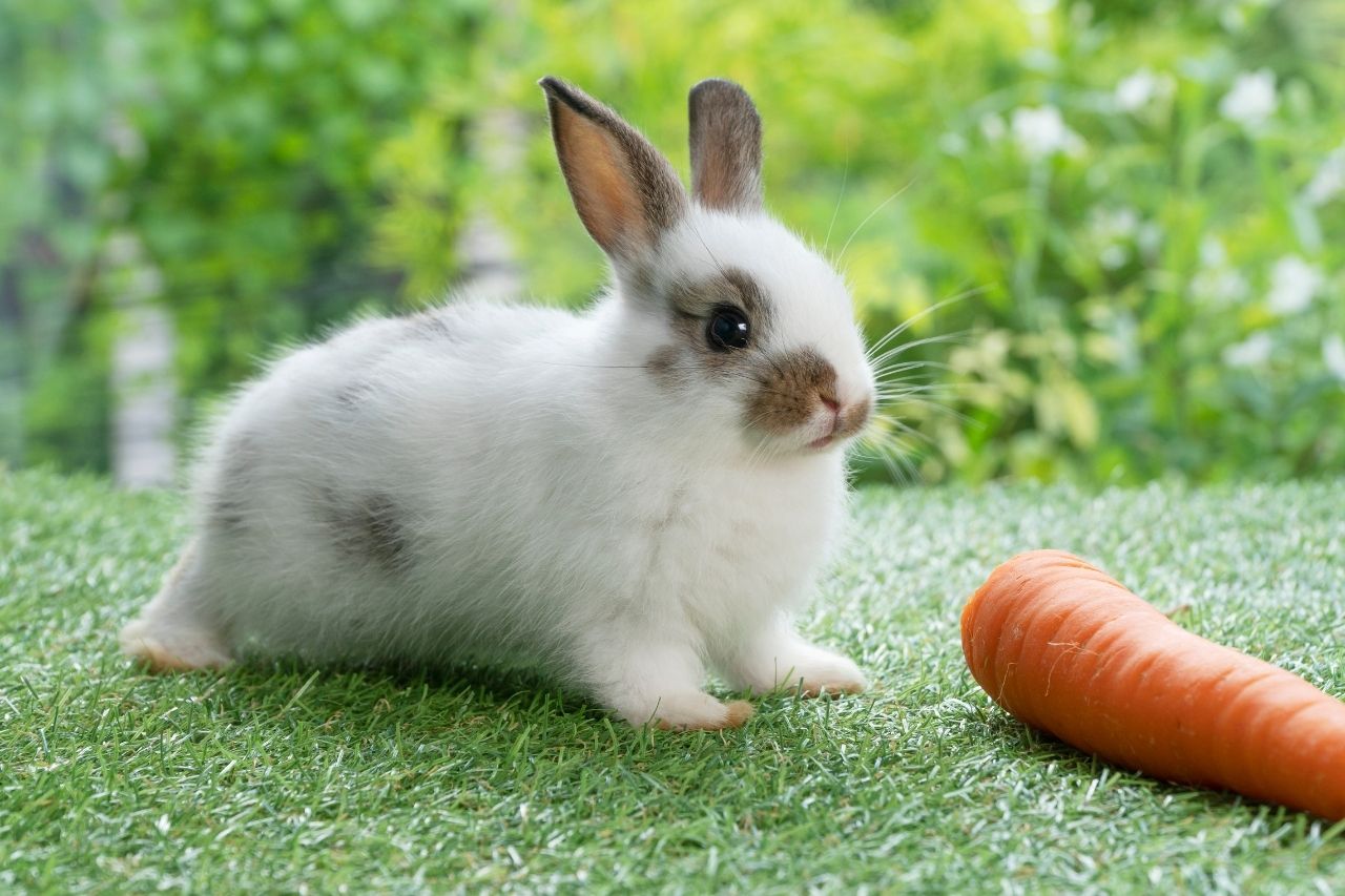 Kaninchen frisst nicht: Ursachen, Behandlung und Tipps