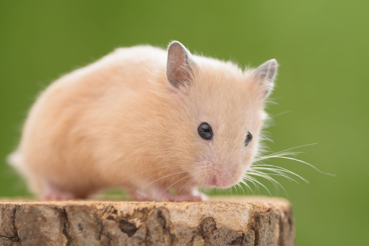 Goldhamster mit cremig-orangem Fell auf einem Baumstumpf.