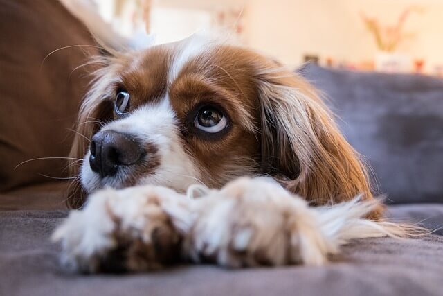 Hund schmatzt nachts: Das steckt dahinter