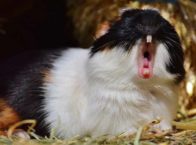 Zahnprobleme bei Meerschweinchen 