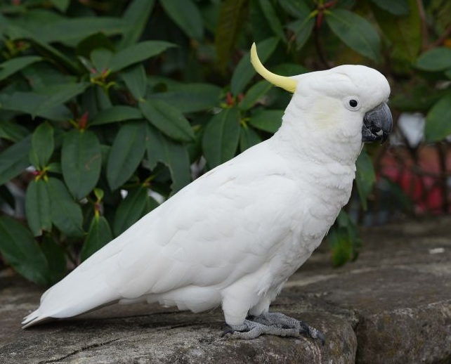 Grau-gelb-roter Nymphensittich auf einem Holzkäfig sitzend