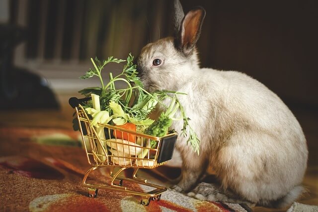 Gemüse für Kaninchen