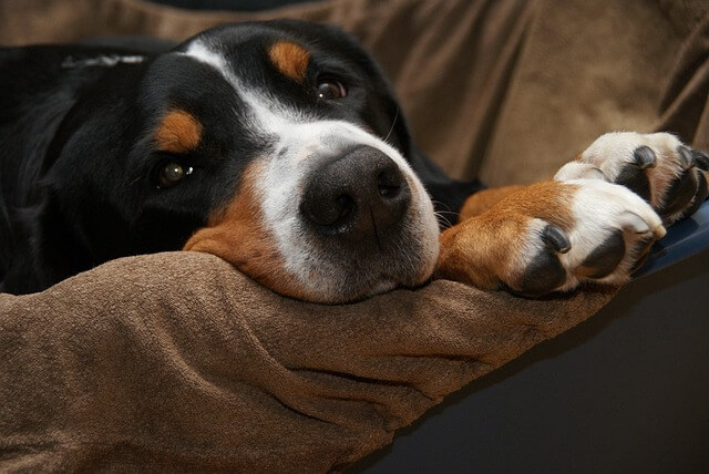 Wenn der Hund an Pfoten knabbert: Ursachen und Lösungsansätze