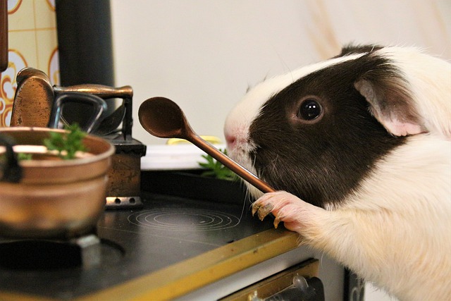 Kann man Meerschweinchen überfüttern?