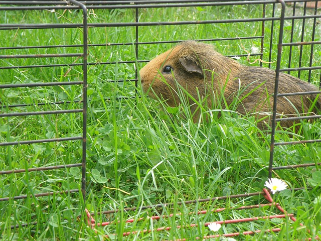  Auslauf für Meerschweinchen