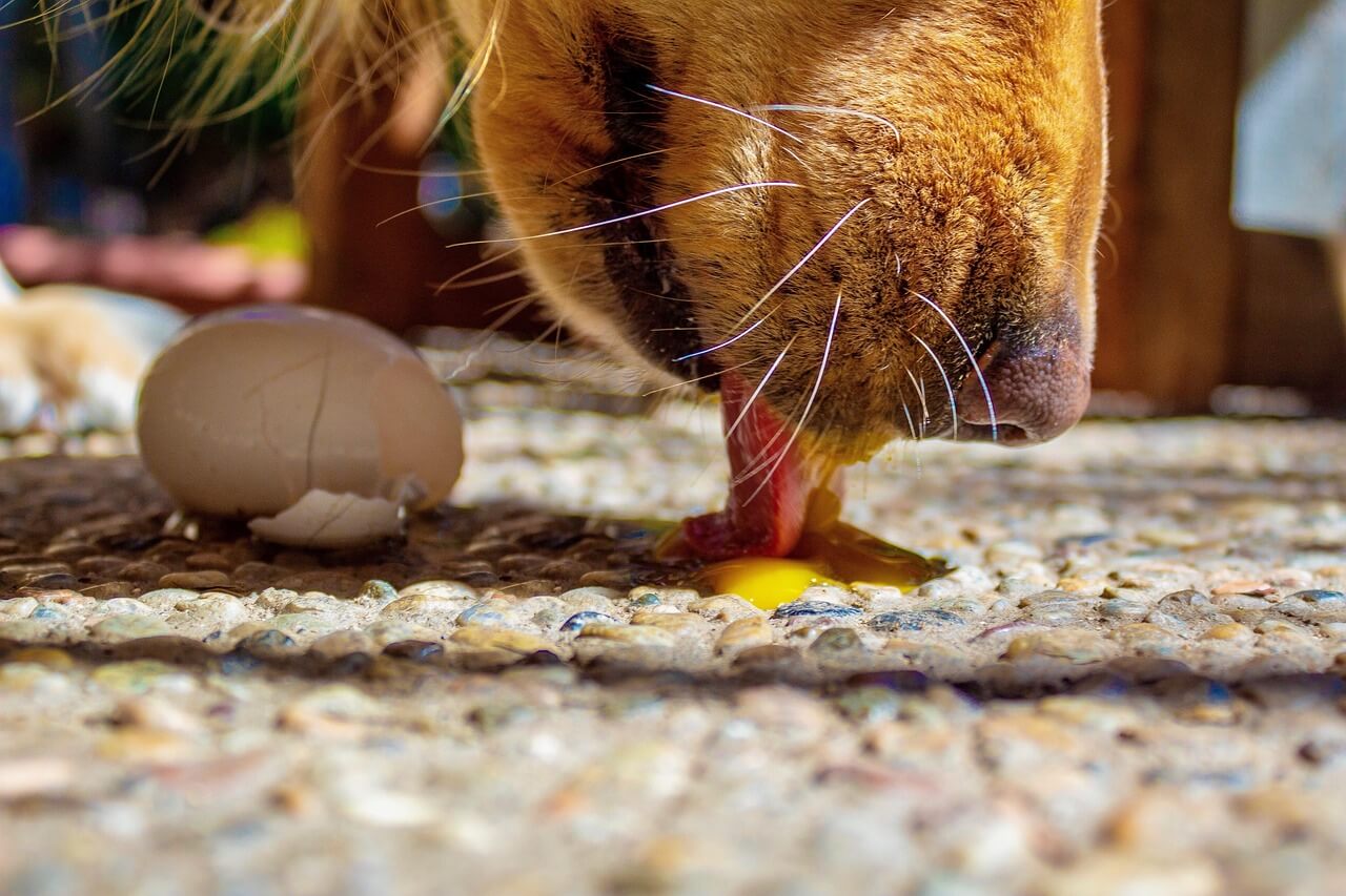 Dürfen Hunde Eier essen? 