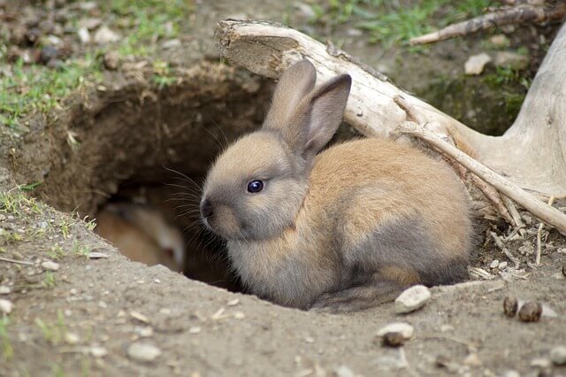 Kaninchen Außengehege: Welcher Boden ist geeignet?