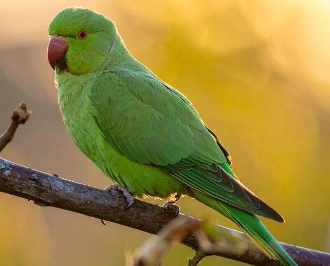 Grüner Halsbandsittich auf einem Ast sitzend