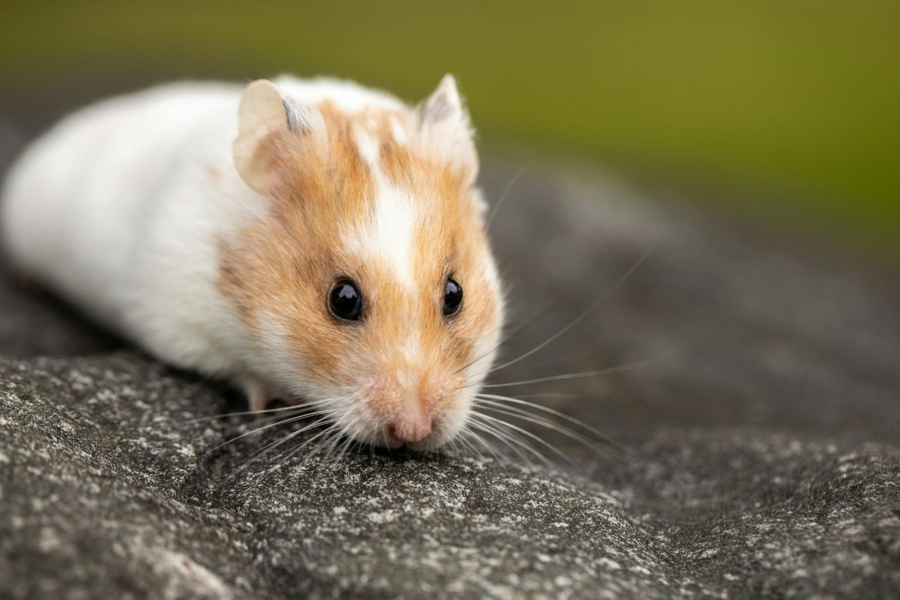 Abkühlung für Hamster im Sommer: So schützt du dein kleines Fellknäuel vor der Hitze