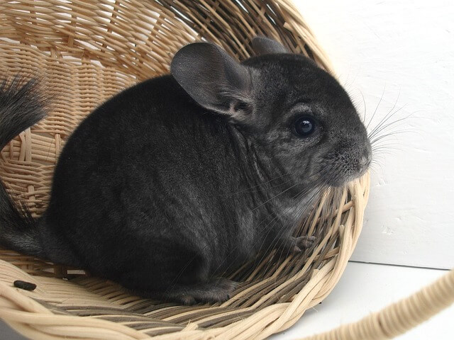Chinchilla Steckbrief