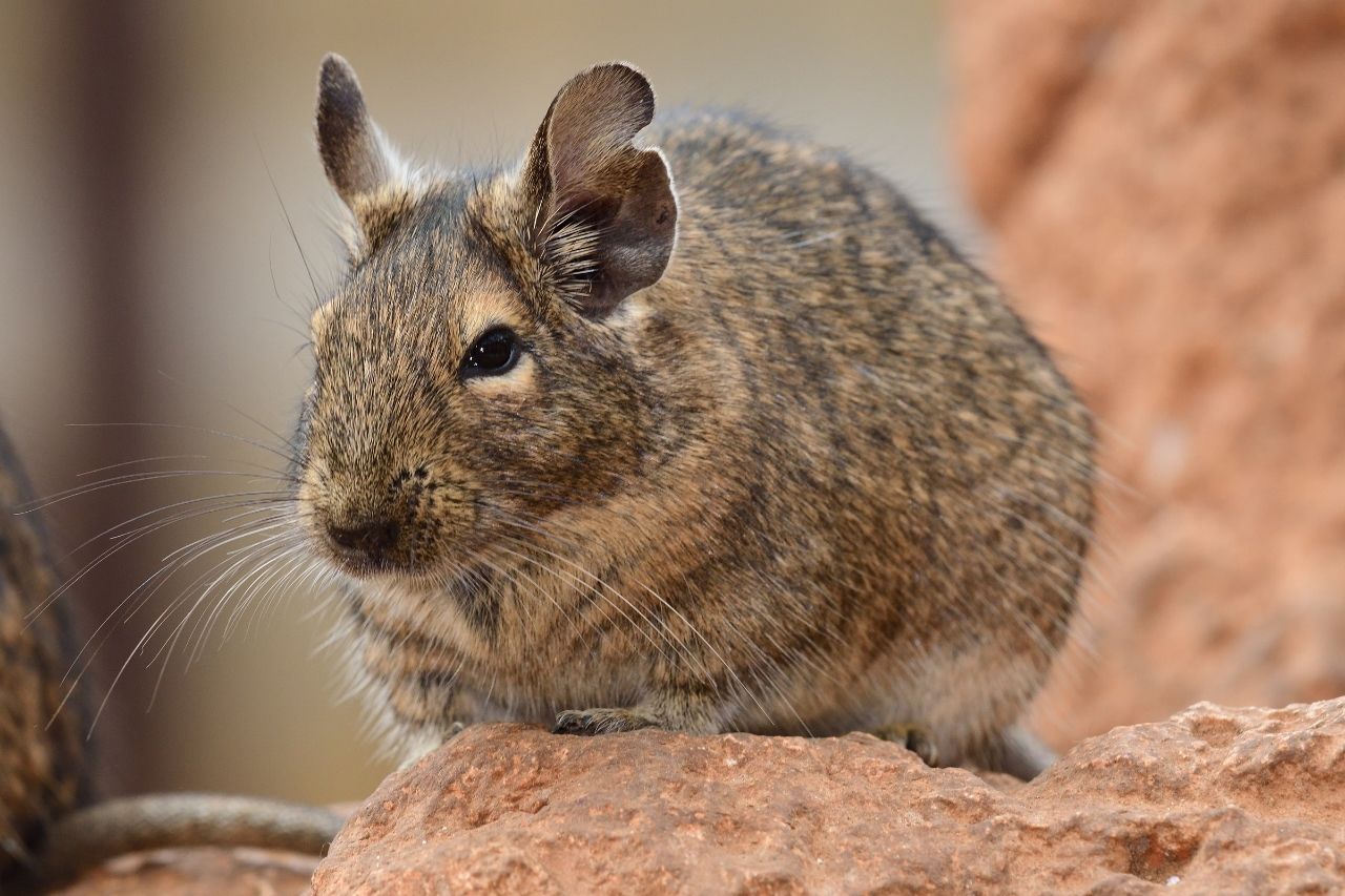 Der Degu als Haustier: Alles zu Ernährung, Haltungsbedingungen und Pflege