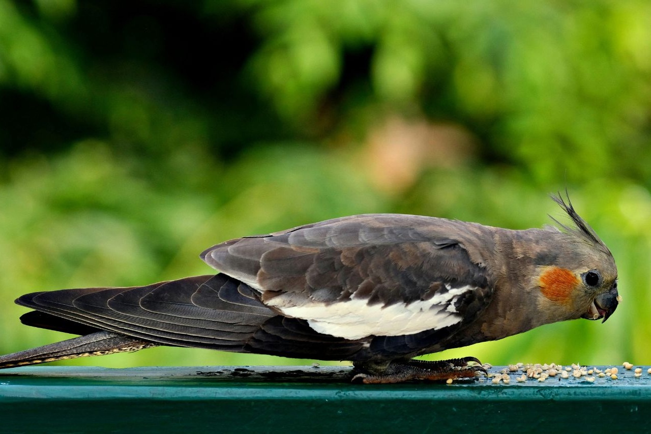 Was fressen Nymphensittiche?