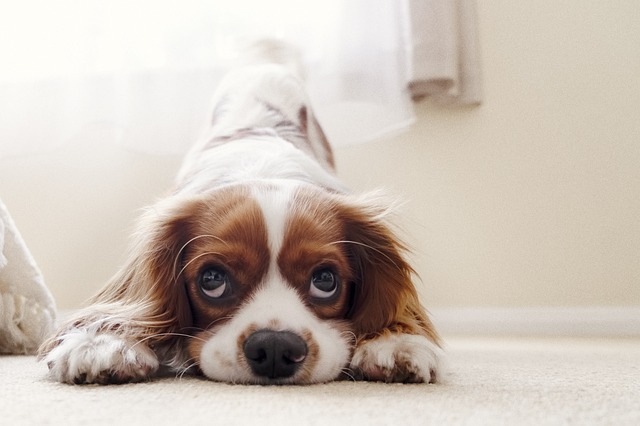 Dürfen Hunde Feta essen?