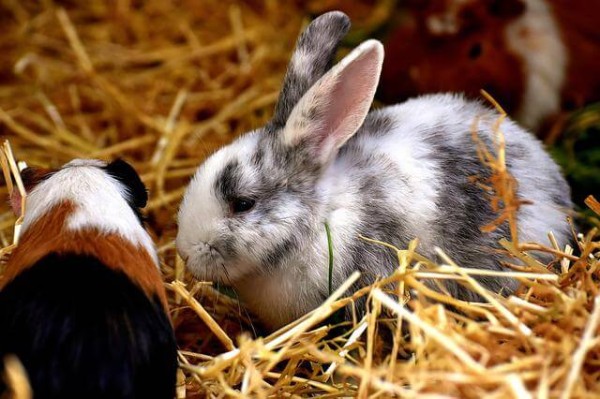 kaninchen-oder-meerschweinchen