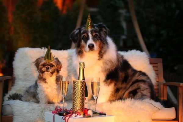 hund-angst-silvester