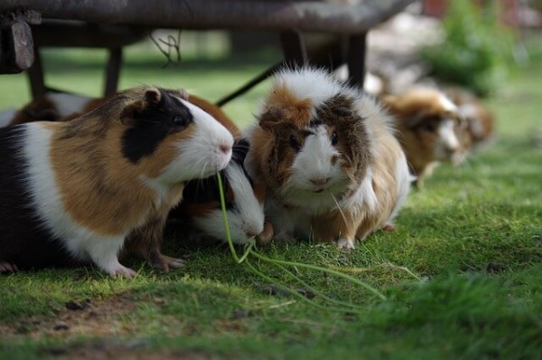 meerschweinchen-vergesellschaften