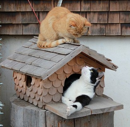 vogelhaus-vor-katze-schuetzen