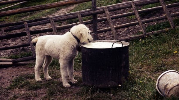 milch-fuer-hunde