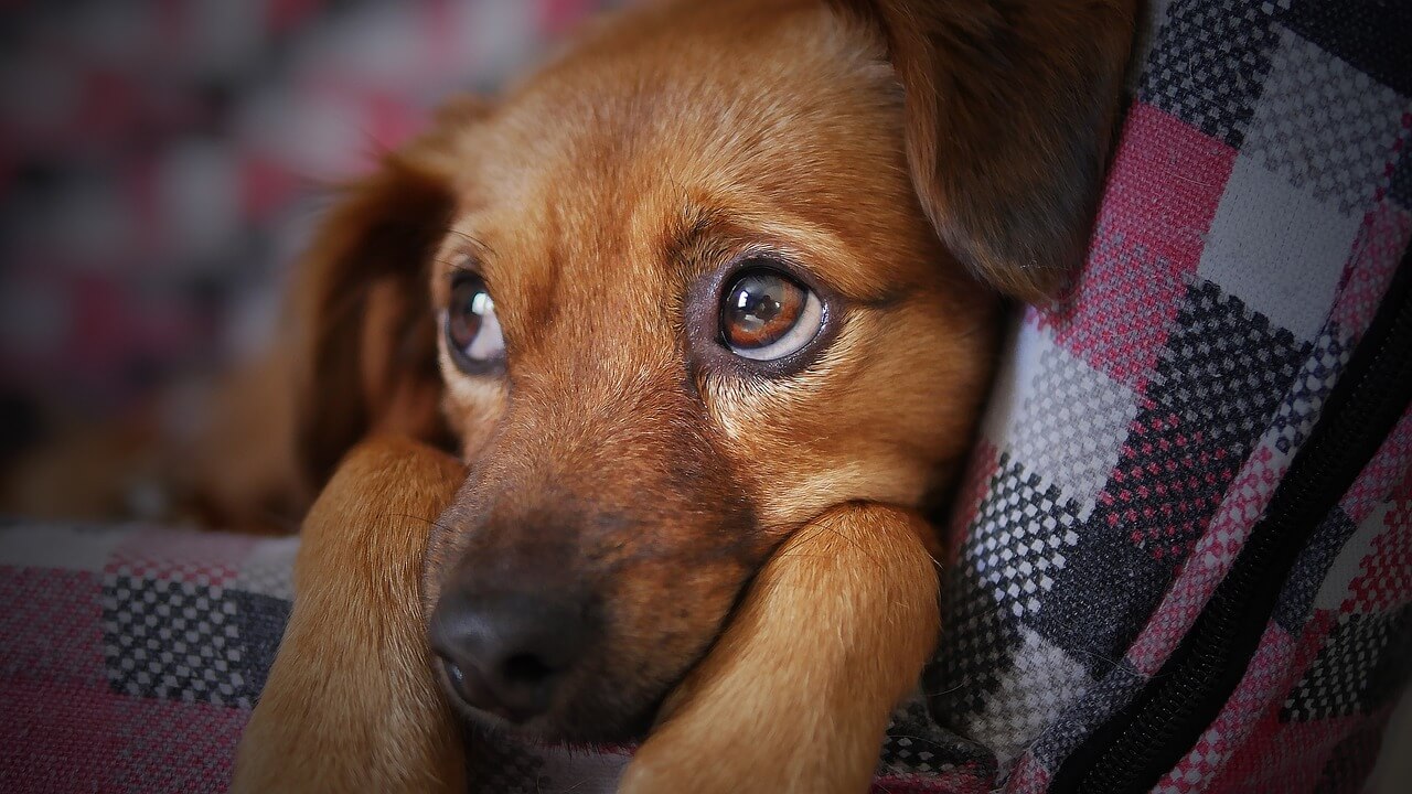 hund-mit-silvesterangst