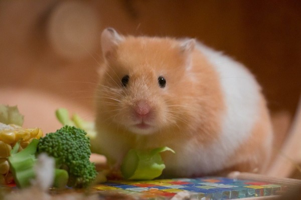 hamster-gem-se