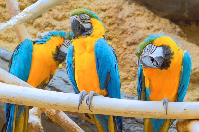 Artgerechte Haltung von Papageien mit mindestens zwei Papageien